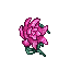 big rose