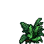 raven herb bush