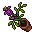 bellflower