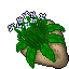 potted flower