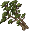 sequoia trunk