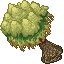 honey palm