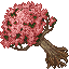 blooming sequoia tree