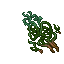 asp succulent
