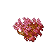 wild desert roses