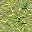 reed