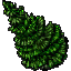 fir tree