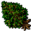 sycamore
