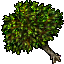 plum tree