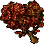red maple