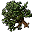 pear tree