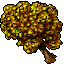 yellow maple