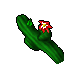 sun adorer cactus