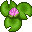 water lily