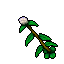 lady in the fog plant