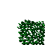 jungle grass