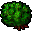 blueberry bush