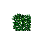 jungle grass