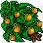 orange tree