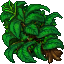 jungle dweller bush