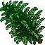tower fern