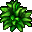 green wig bush