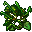 jungle crown plant
