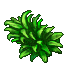 green fountain bush