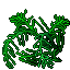 big fern