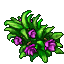 purple kiss bush