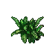small fern