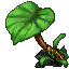 jungle umbrella plant
