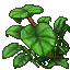 jungle umbrella plant