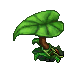jungle umbrella plant