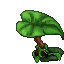 jungle umbrella plant