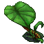 jungle umbrella plant