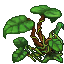 jungle umbrella plant