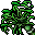 bamboo plant