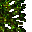 giant tree
