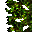 giant tree