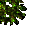giant tree