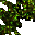 giant tree