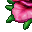 titans orchid