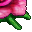 titans orchid