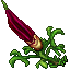 purple cardinal