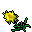 meadow star