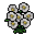 dew kisser flower