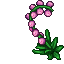 large pearl flower