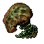 moss cap mushroom