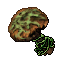 moss cap mushroom